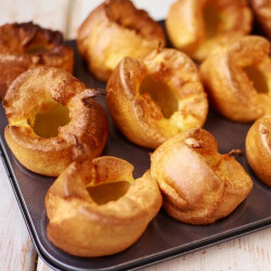 Amazing Yorkies