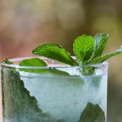 Classic Mojito