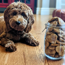 Easy Homemade Peanut Butter &amp; Pumpkin Dog Treats