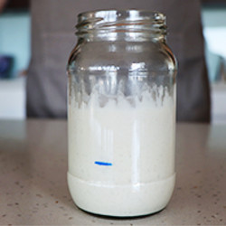 Sourdough Starter