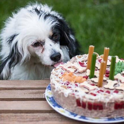 Dog Birthday Cake Recipe