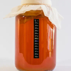 Kombucha