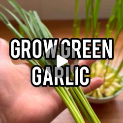 Grow green garlic &amp; Garlic Greens Flatbreads