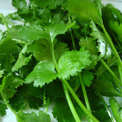 Spicy Cilantro-scallion Salad