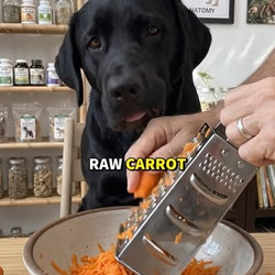 Homemade Labrador Treats
