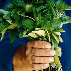 Pesto Verde