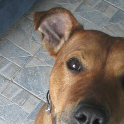 Tuna Fudge For Pets