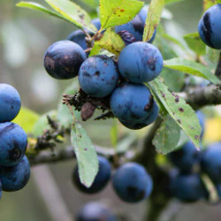 Sloes Gin Recipe
