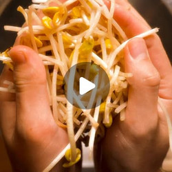 Korean Soybean Sprouts (sukju Namul)