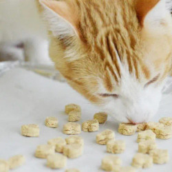 Homemade Tuna Cat Treats