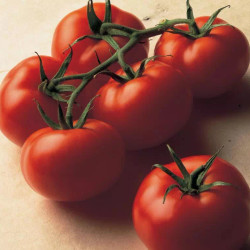 Delia's Beef And Tomato Stew