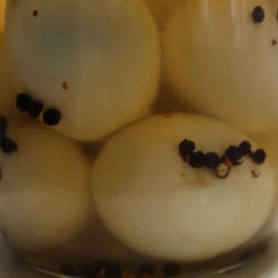 Easy Pickled Eggs
