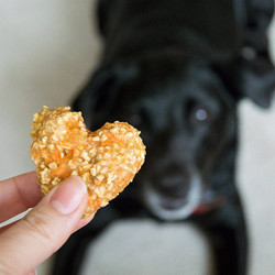 Carrot Oat Applesauce Treats For Dogs And Horses