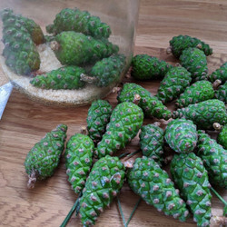 Mugolio Recipe: Green Pine Cone Syrup