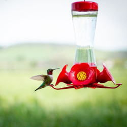 How To Clean A Hummingbird Feeder + Maintenance Tips