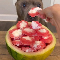 Super Easy Summer Dog Treats 🍉