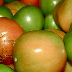 Roasted (green) Tomato Sauce
