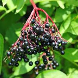 Traditional Elderberry Port Wine Recipe