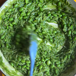 Edamame Orzotto