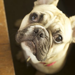Dumpling's Favorite Chow Recipe