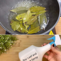 Bay Leaf and Clove Spray