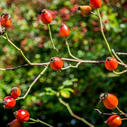 Raw Rosehip Syrup