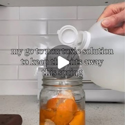 Diy Non Toxic Ant Deterrent