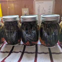 Spicy Dilly Beans pickles