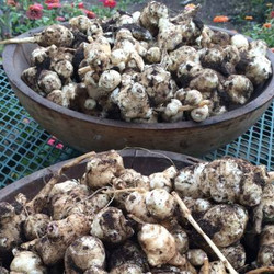 Oven Caramelized Jerusalem Artichokes
