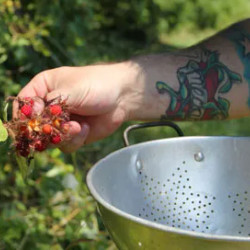 Wineberry Cordial