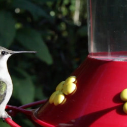 Hummingbird Nectar