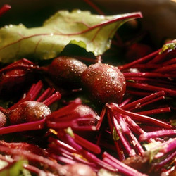 Beetroot And Avocado Salad With Baby Spinach Stephanie Alexander