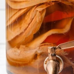 Kombucha Primary Fermentation (how To Feed A Scoby)
