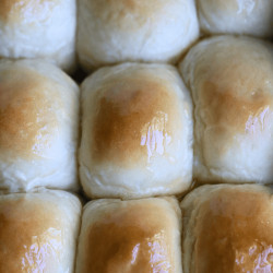Sourdough Discard Dinner Rolls Recipe