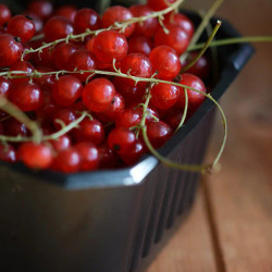 Redcurrant Cordial