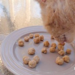Recipe:  Homemade Cat Treats With Salmon