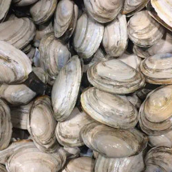 Ocean Wise Clam Chowder
