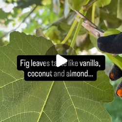 Fig Leaf Syrup