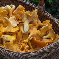 Pickled Chanterelle Mushrooms
