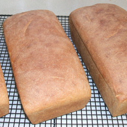Whole Wheat Bread
