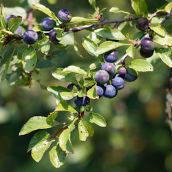 5 Sloe Recipes