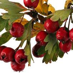 Hawthorn Berry Wine