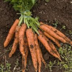 Moroccan Carrot Purée