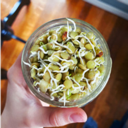 How To Sprout Lentils