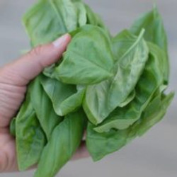 Creamy Basil Dip