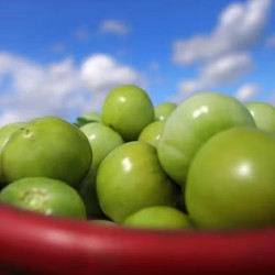Fried Green (or Red) Tomatoes