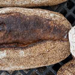 Sesame Durum Bread