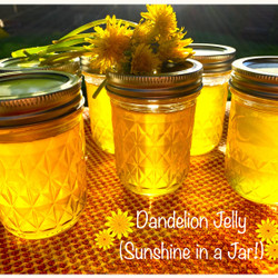 Dandelion Jelly (sunshine In A Jar!)
