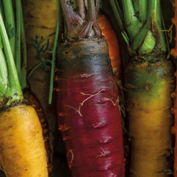 Carrot Hummus
