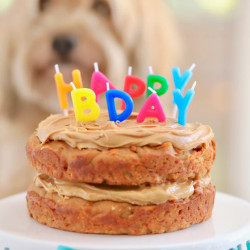 Dog Birthday Cake Recipe For Your Furry Friend